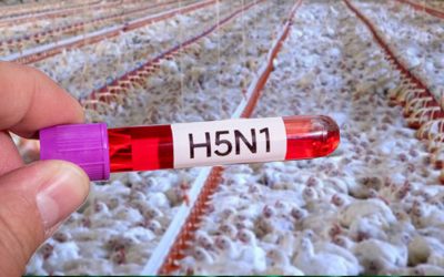 New Virus Spreads Across US: H5N1 Avian Flu Reaches All 50 States, Sparking Pandemic Fears Weborik News Image